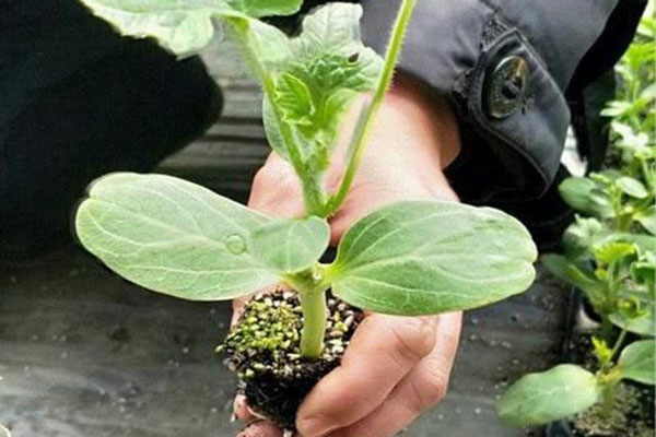 廠(chǎng)區環(huán)境的綠化要點(diǎn)！