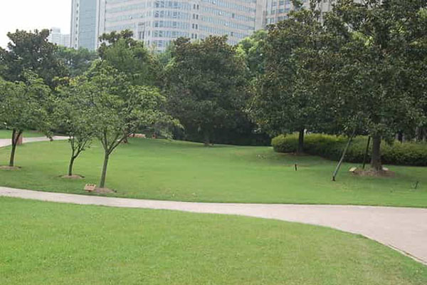 綠化養護如何成功移植植物？