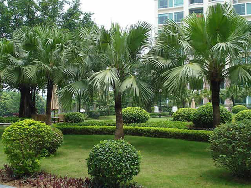 綠化養護服務(wù)