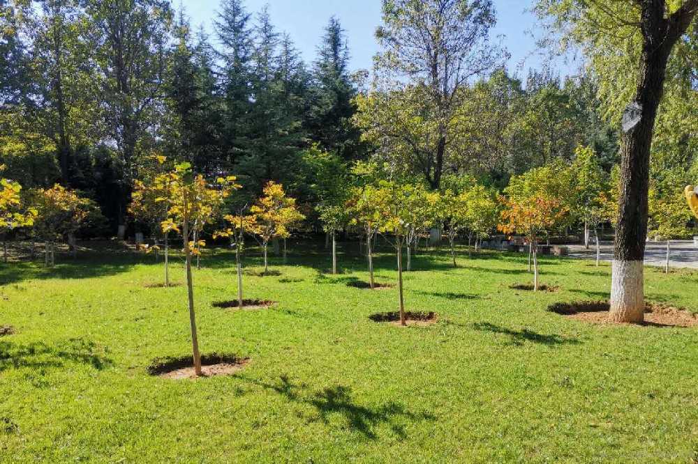 把握黃金期：秋天綠化養護的要點(diǎn)解析